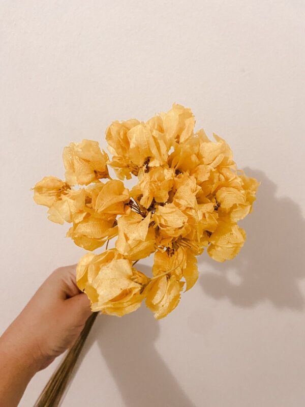 Bougainville amarelo